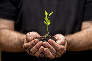 Soil with sprouting plant in the a mans hand - Get your soil tested by Hydrostraw